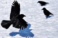 ravens