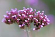 verbena