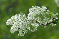 bird-cherry