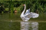 swan