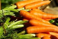 carrots