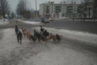 В центре Полоцка бегает стая бездомных собак