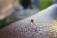 Ученые нашли способ, как избавиться от комаров