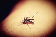 Биологи выяснили, почему комары кусают некоторых людей чаще