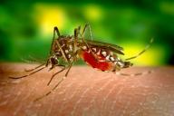 Ученые тестируют методику, которая навсегда уничтожит комаров