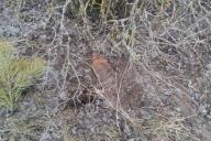 Жительница Калинковичского района нашла минометную мину по дороге домой