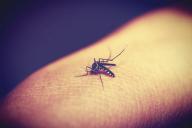 Ученые разработали способ запугивания комаров