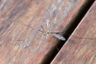 Ученые обнаружили новую суперспособность комаров