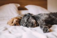 Ученые объяснили, зачем изучают собачьи сны