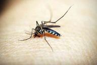 5 типов людей, которые сильнее привлекают комаров: назвали ученые 