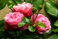 6 советов, как вырастить красивые розы в саду