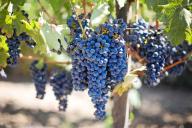 Уход за виноградом в конце сезона: 4 вещи, о которых нельзя забывать