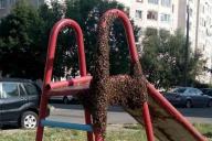 В Минске на детскую площадку сел рой пчел