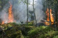 Российский депутат предложила бомбить горящие леса в Сибири