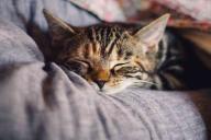 5 полезных советов от ветеринара для владельцев кошек