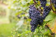 Умный виноградник: как правильно подготовить виноград к зиме