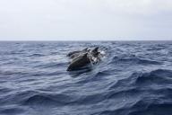 Невероятные кадры: 132 дельфина выбросились на берег Атлантического океана