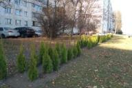 Кто-то украл туи на проспекте Пушкина в Минске. Озеленители сетуют, но не сдаются